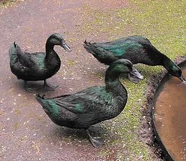 Three ducks.