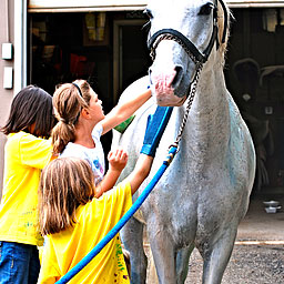 Three people petting a white horse.