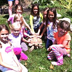 Children sitting around and petting a turtle.