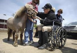 Person in wheelchair petting a miniature horse.