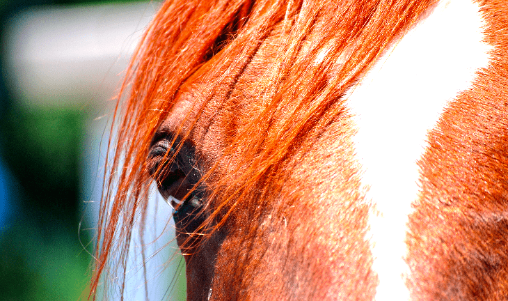 A closeup of a horse.
