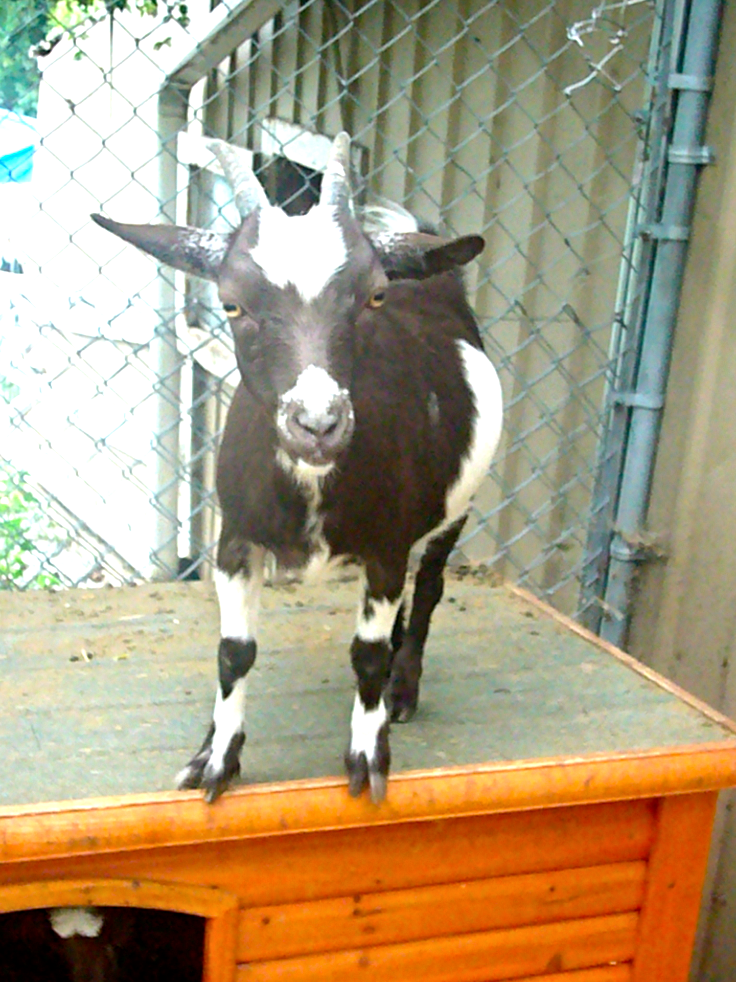 A goat standing on a box.