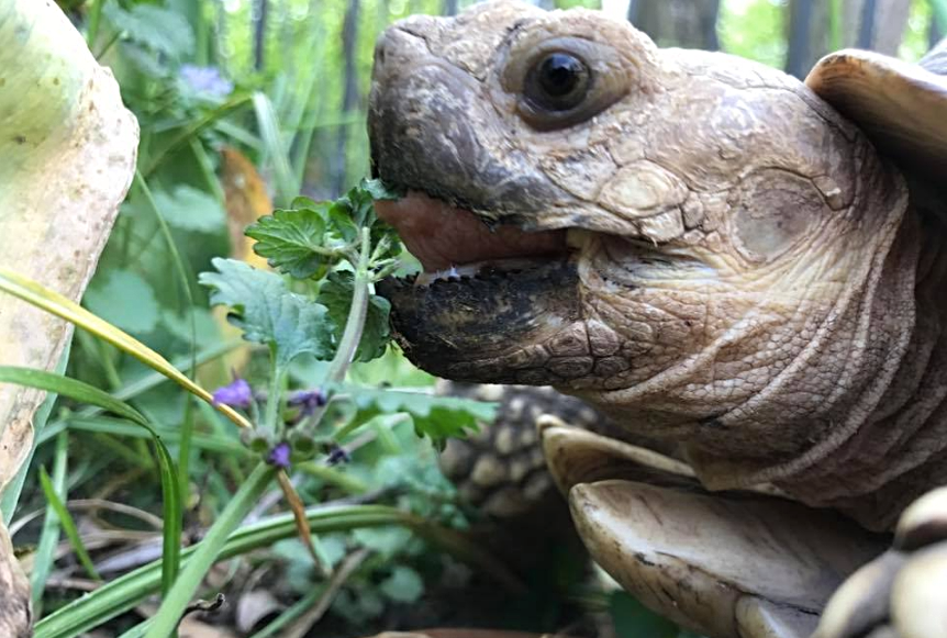 A turtle eating a plant.
