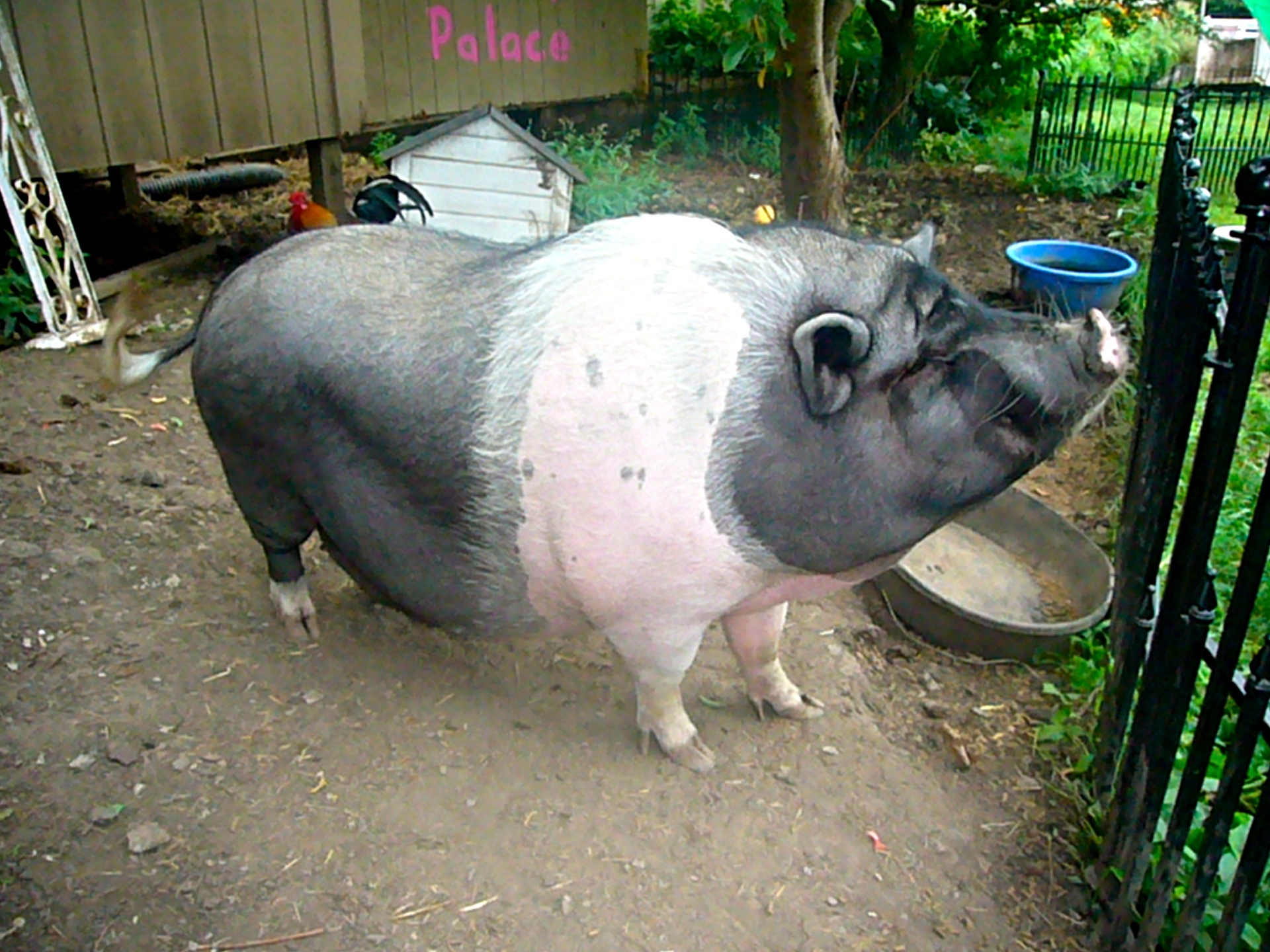 A large pig.