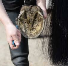 Cleaning a horse's hoof.