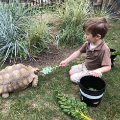 Feed a tortoise