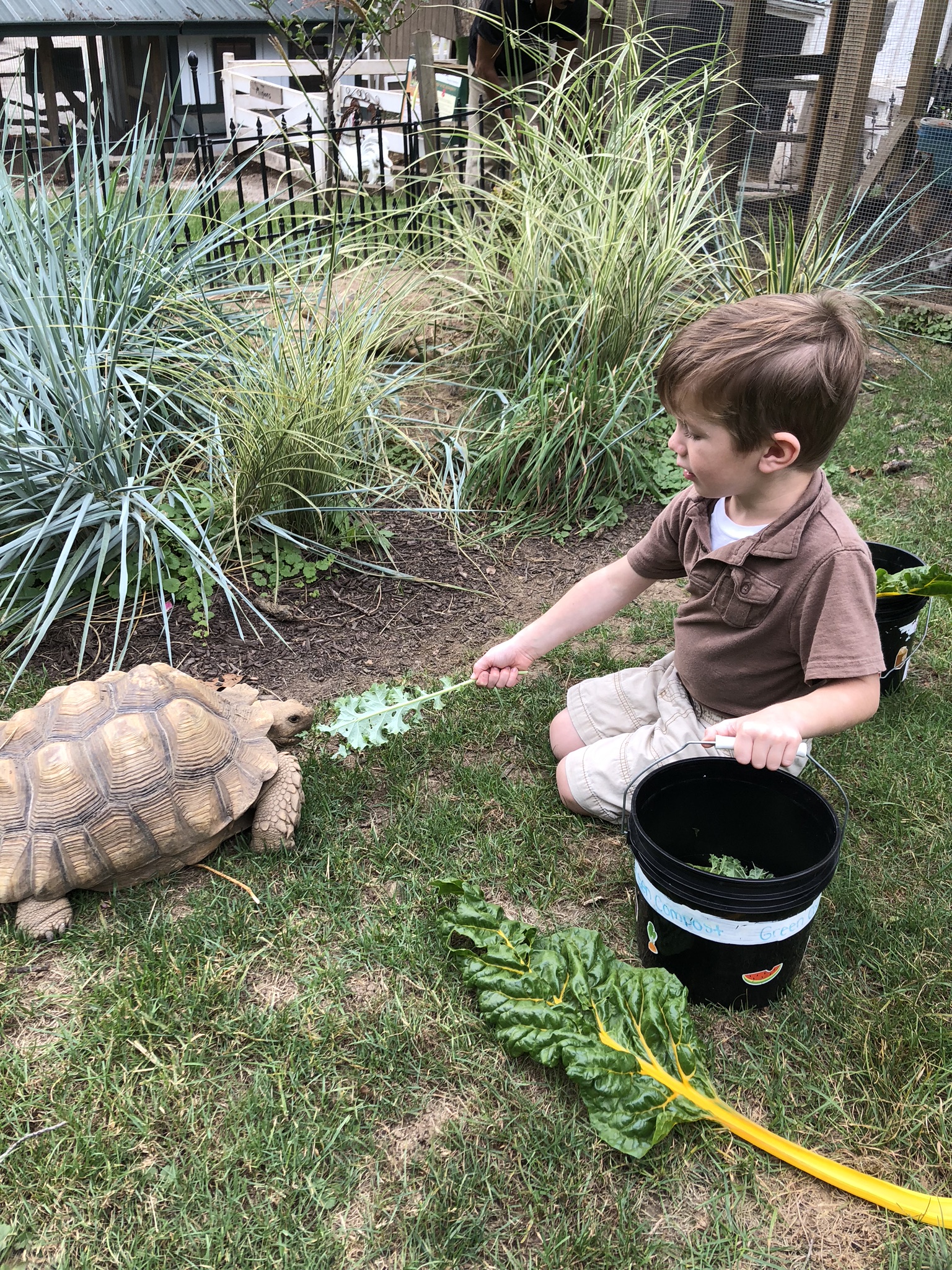 Feed a tortoise