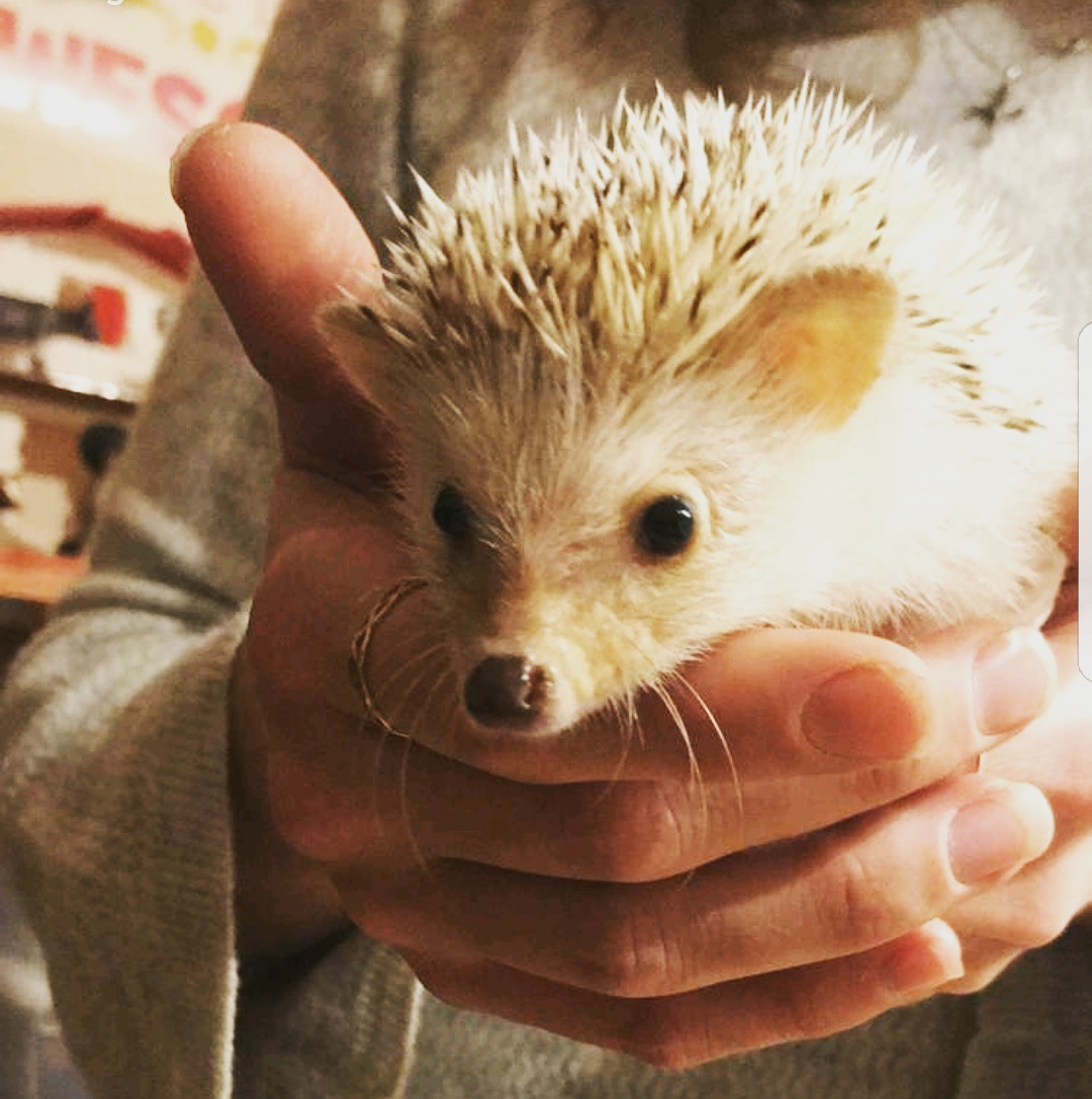 Holding a hedgehog.