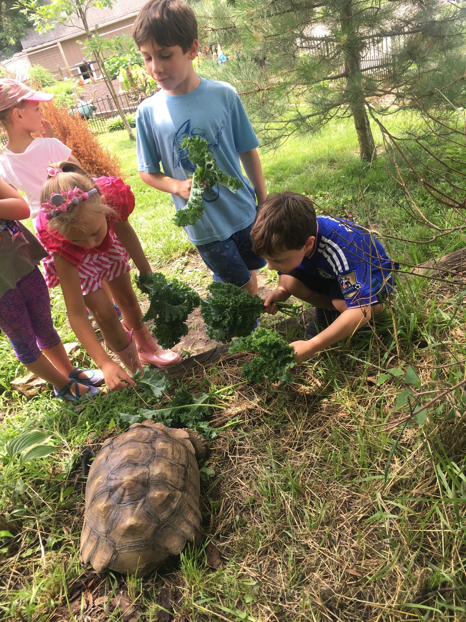 5 kids feeding a turtle.