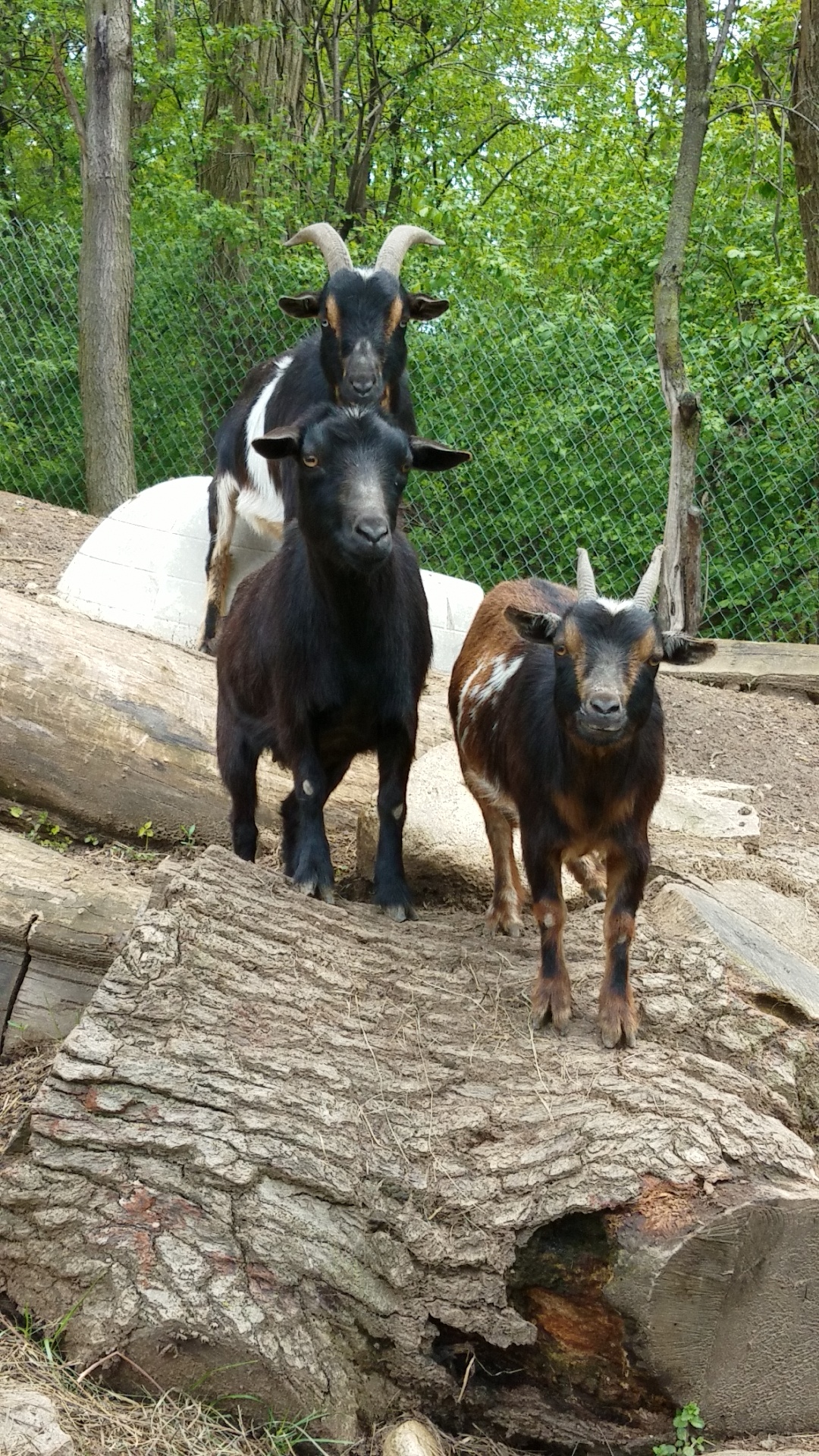 Three goats standing on a log.