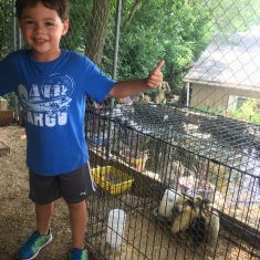 A young boy standing beside caged ducks.
