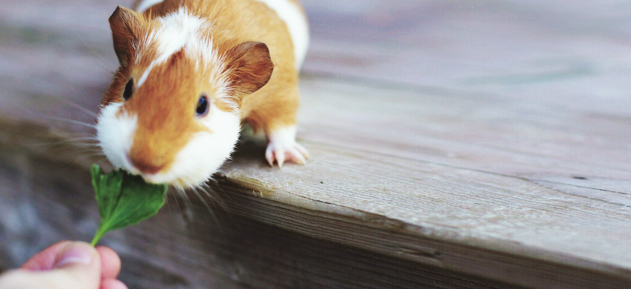 A hamster eating lettuce.