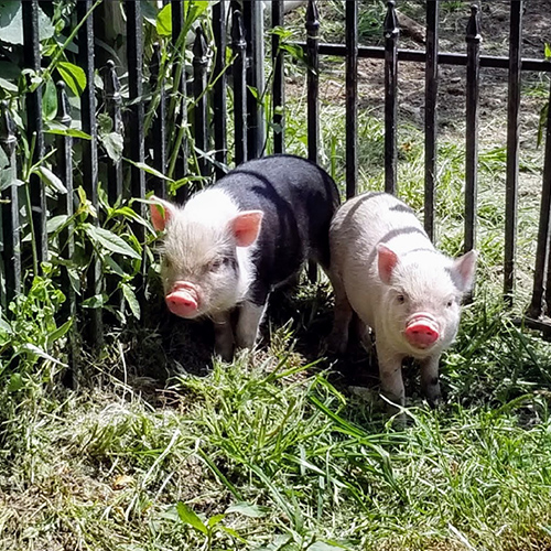 Two Juliana Pigs